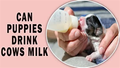 can puppy drink cow milk.